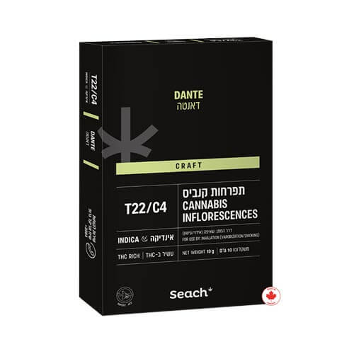 תפרחות שיח דאנטה T22/C4 היבריד